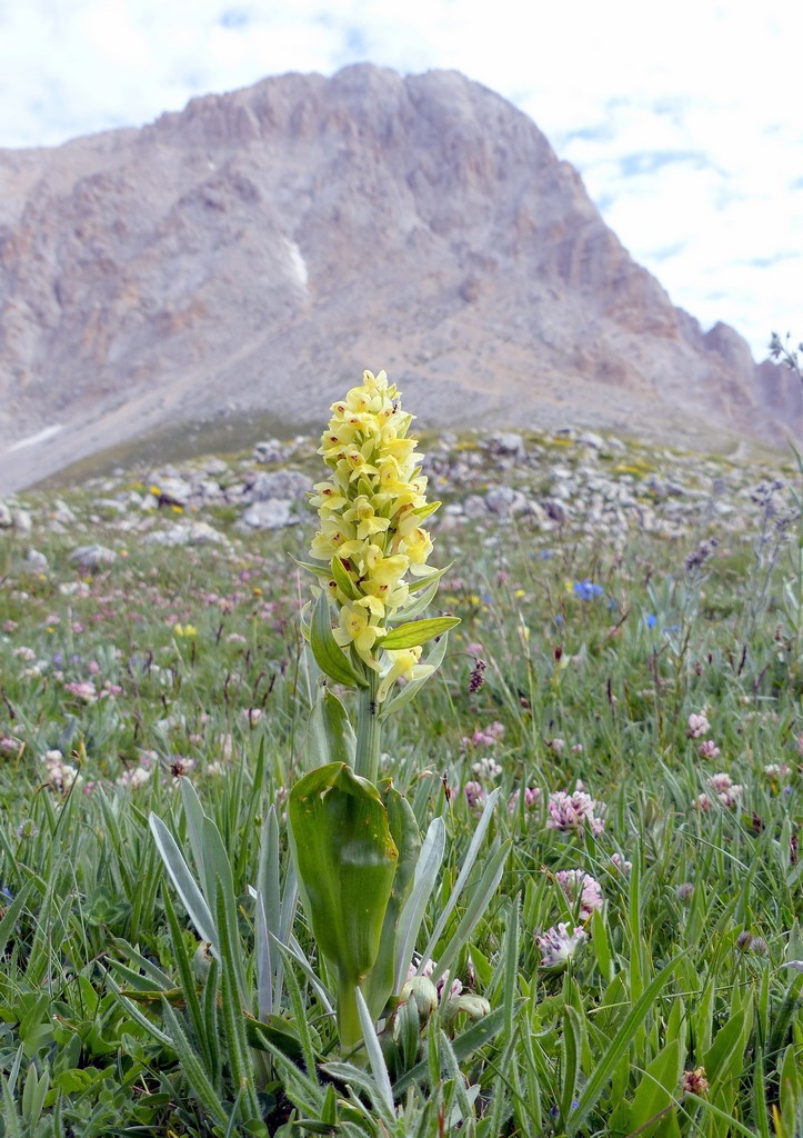 Il Gran Sasso e le orchidee - il mio omaggio al Gigante dellAppennino.